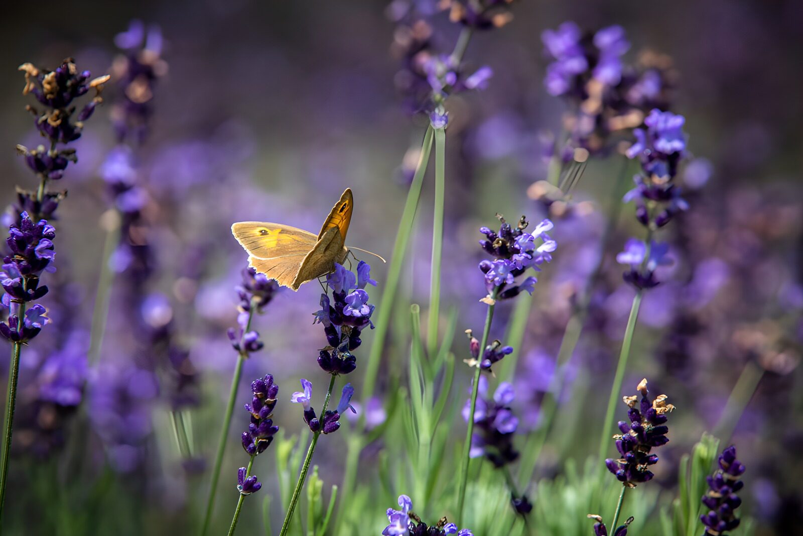 CW3538432: Vlinder op lavendelbloemen