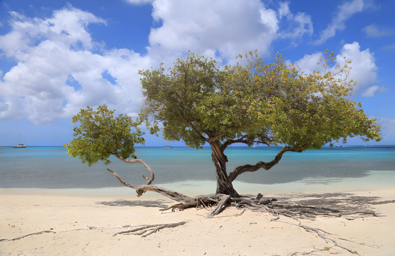 CW8755553: Eenzaam boom op het strand