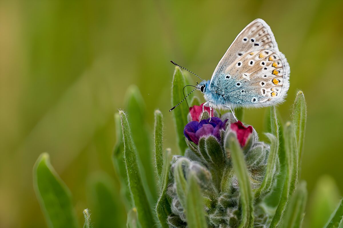 Prachtige vlinder op een bloem