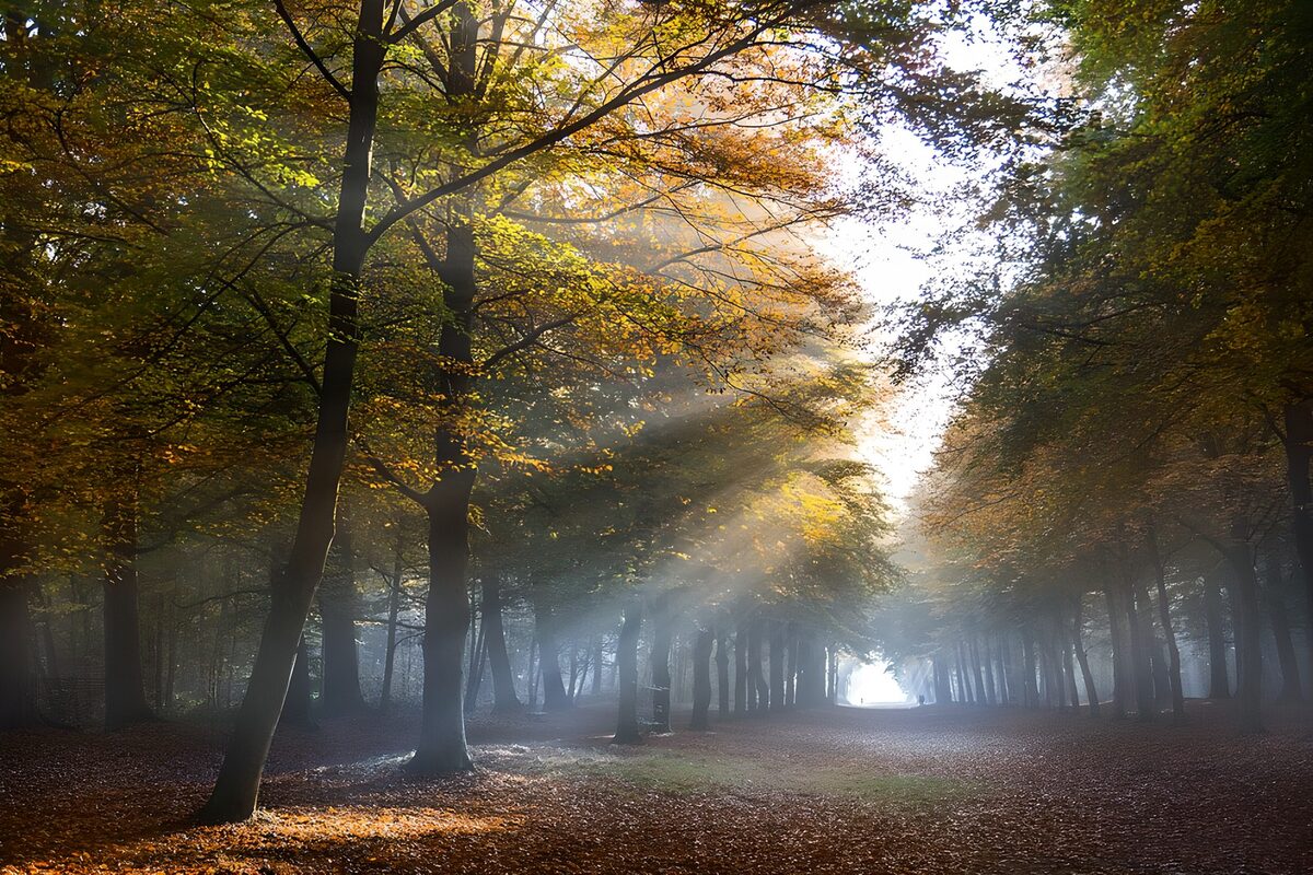 Mystieke Herfst in het Bos