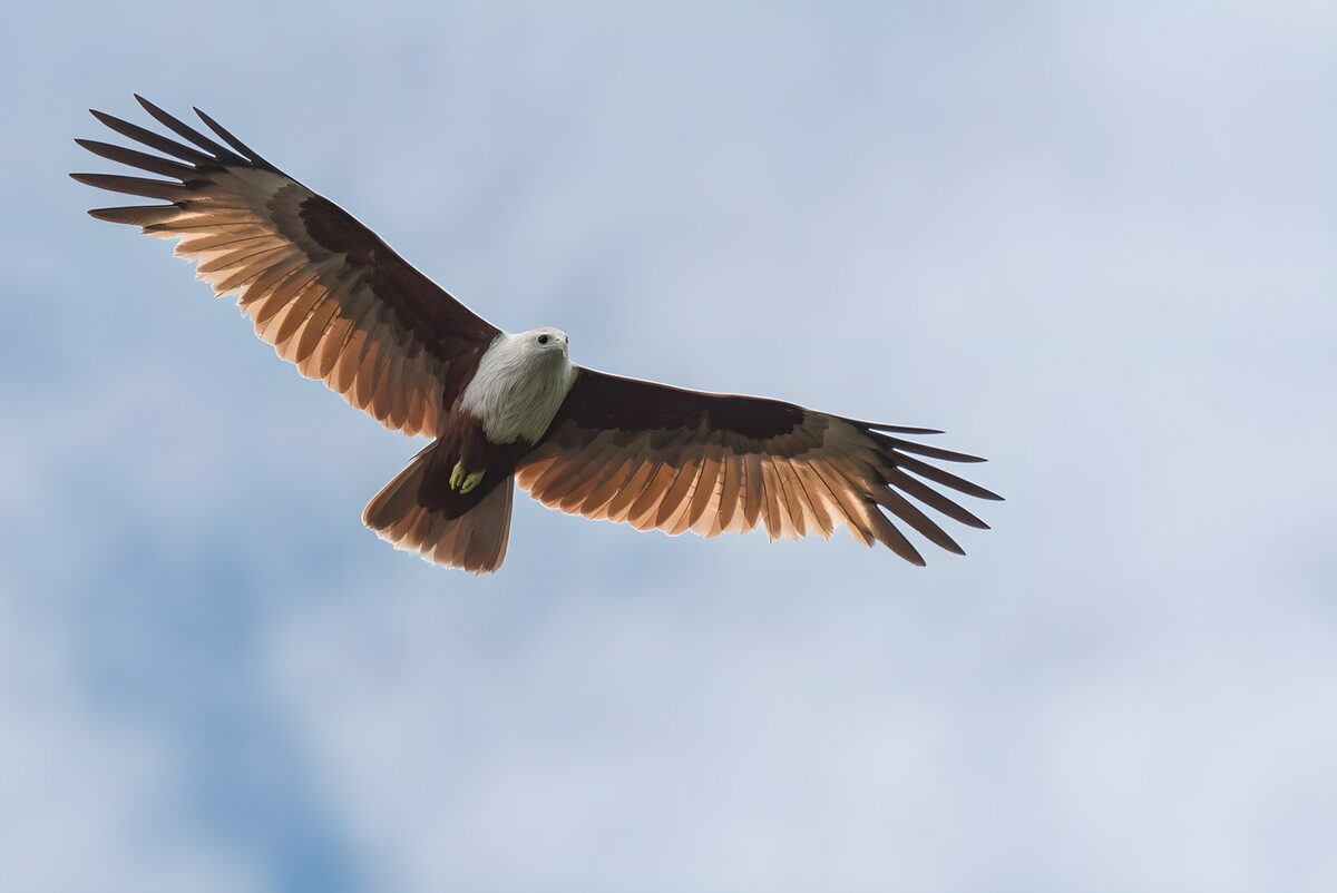 Bruine valk in vlucht