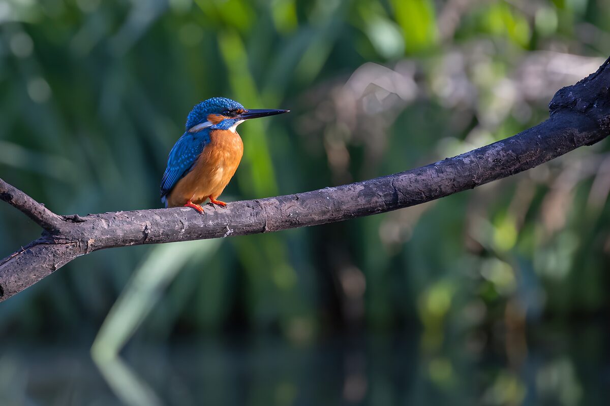 CW4940997: IJsvogel op een tak