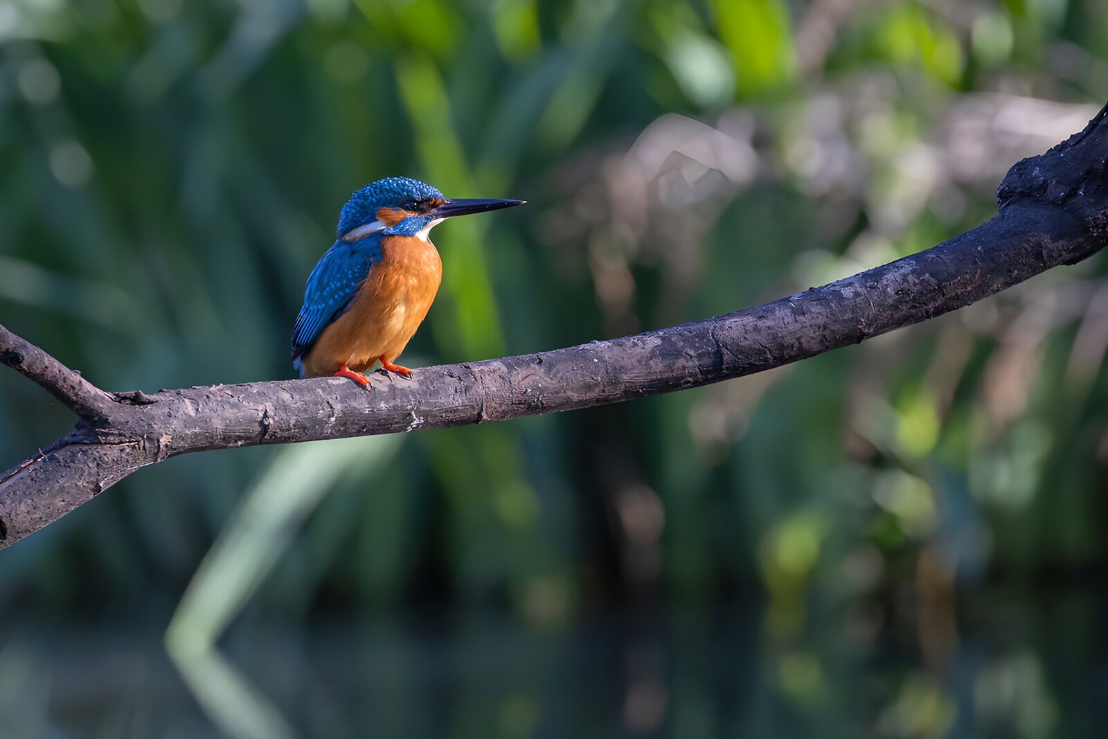 CW4940997: IJsvogel op een tak