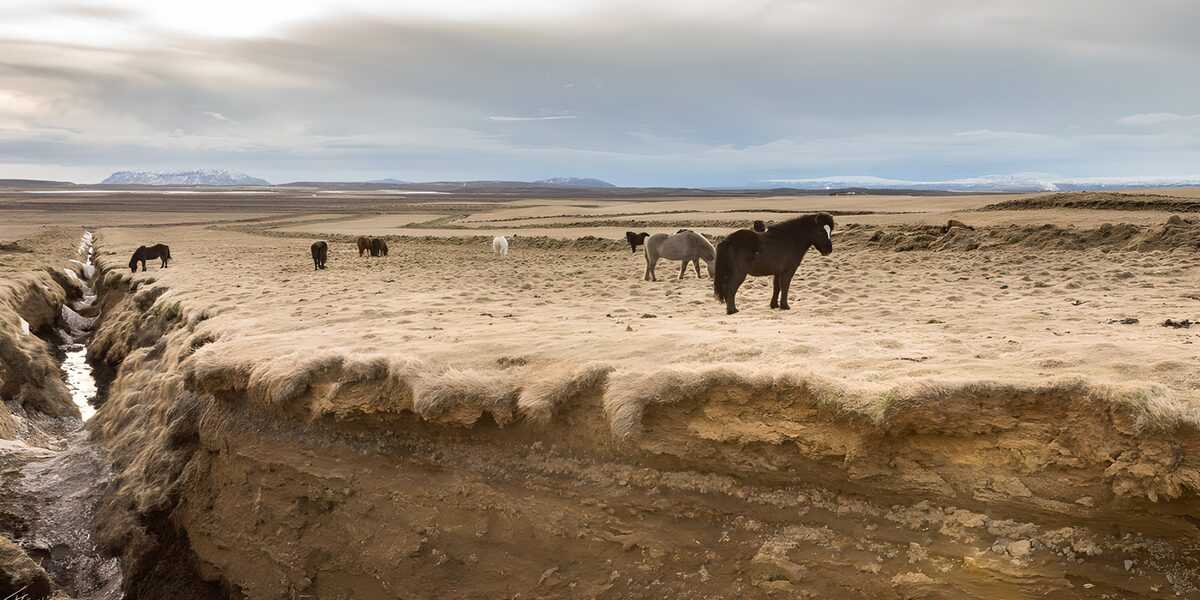IJslandse paarden in uitgestrekt landschap