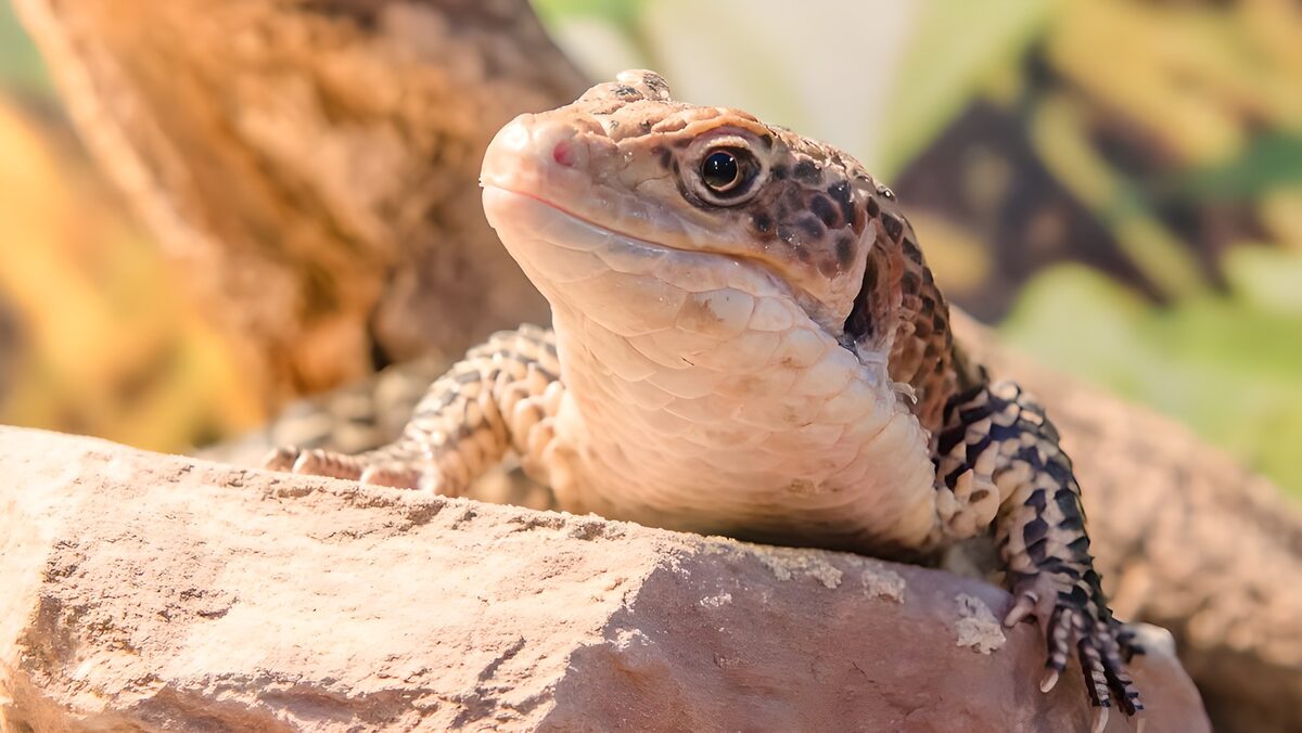 Levendige hagedis op een rots