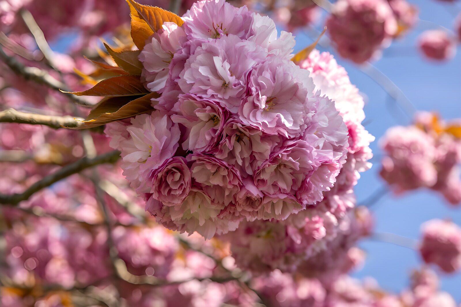 CW8452831: Prachtige bloesems in lente