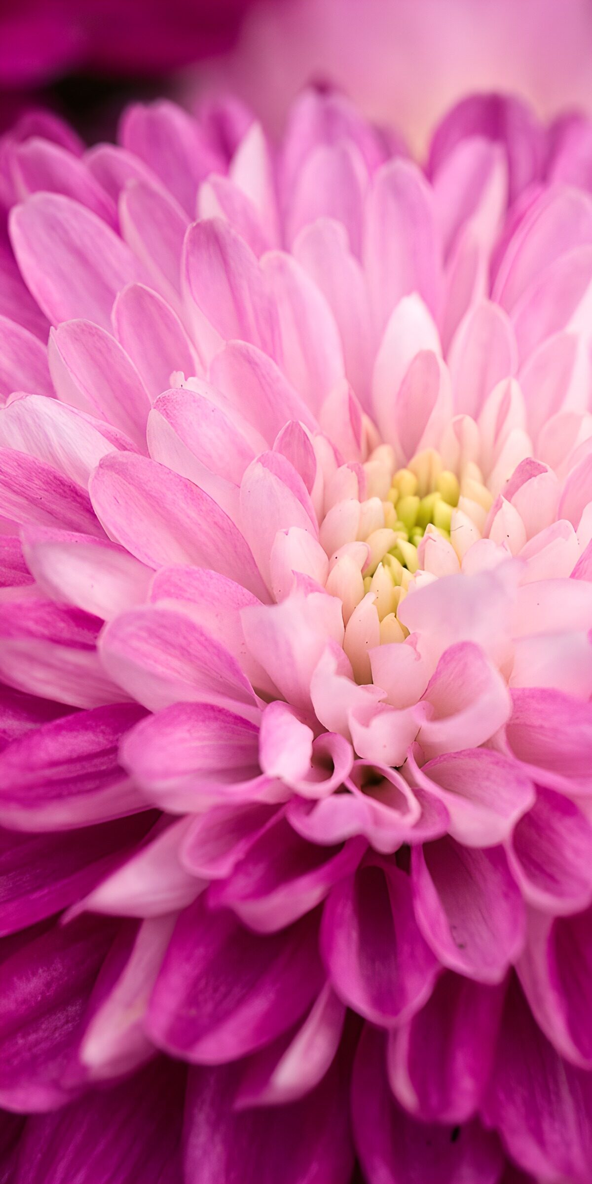 CW7620939: Prachtige Roze Bloem