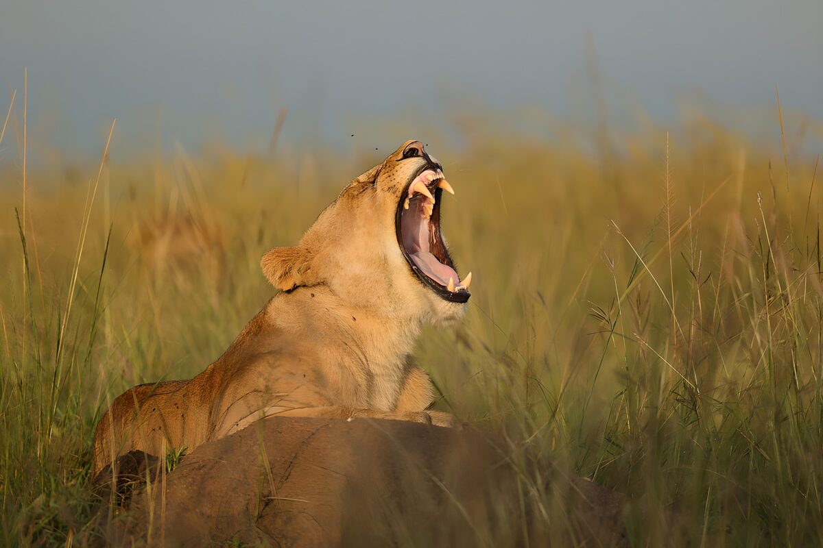 Yawning leeuwin in het gras