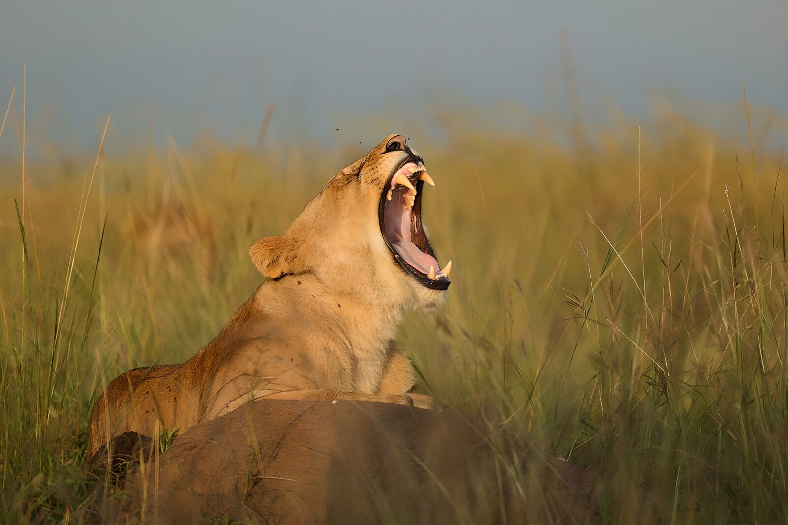 CW7980906: Yawning leeuwin in het gras