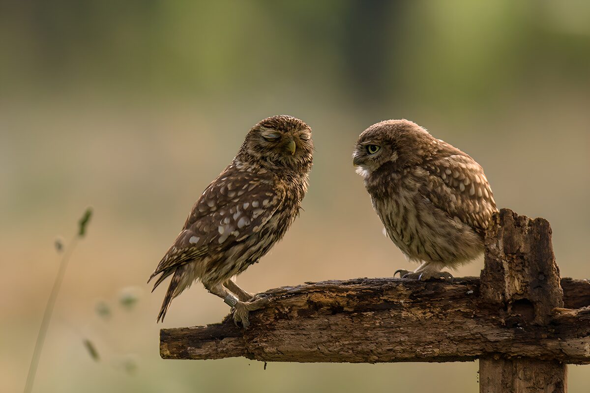 Twee nieuwsgierige uilen op een tak