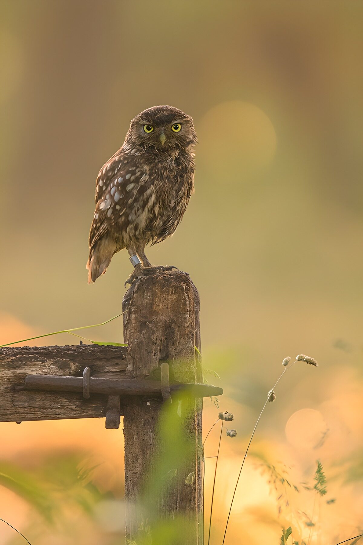 CW5413458: Kluut op houten paaltje in de ochtendzon