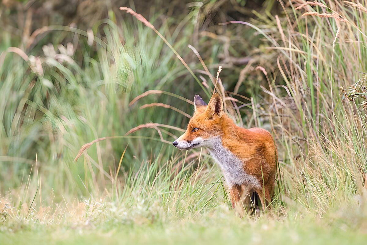 Slimme vos in het gras