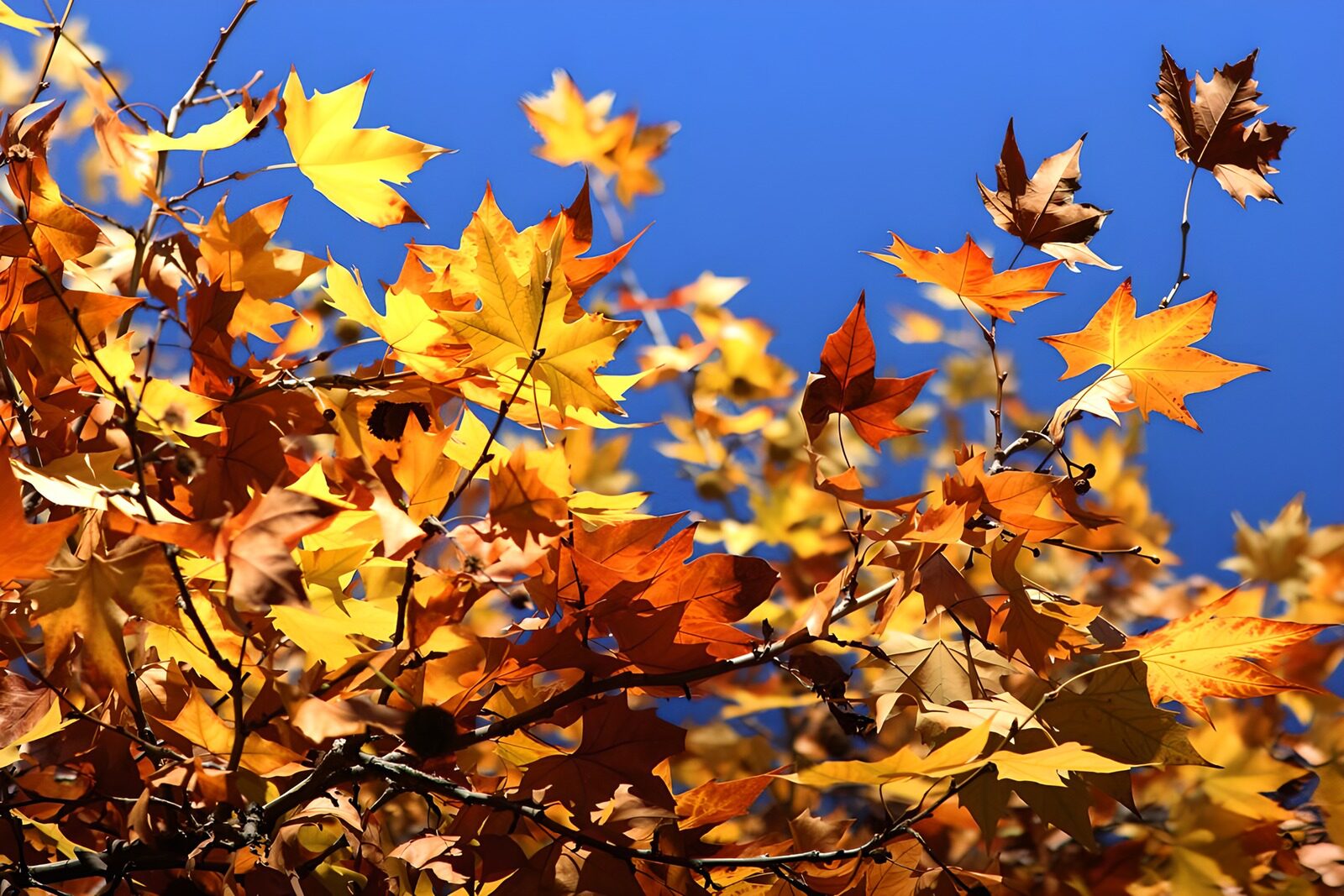 CW2915187: Stralende herfstbladeren onder een blauwe lucht