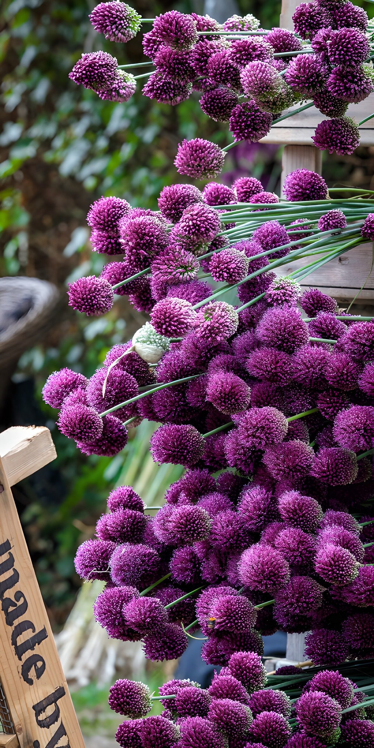 CW5339235: Prachtige paarse bloeiende alliums