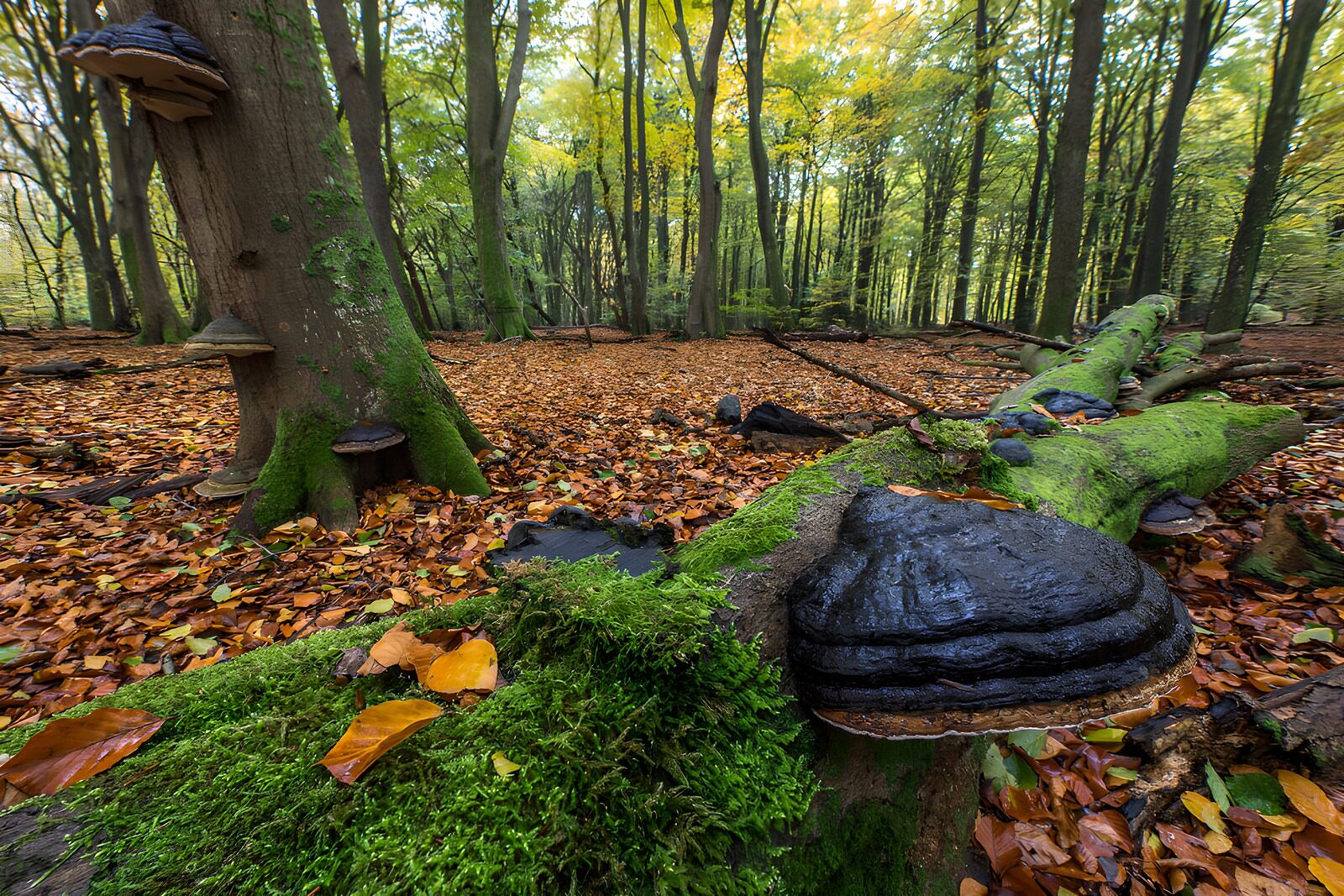 CW6305796: Betoverende Paddenstoelen in het Bos