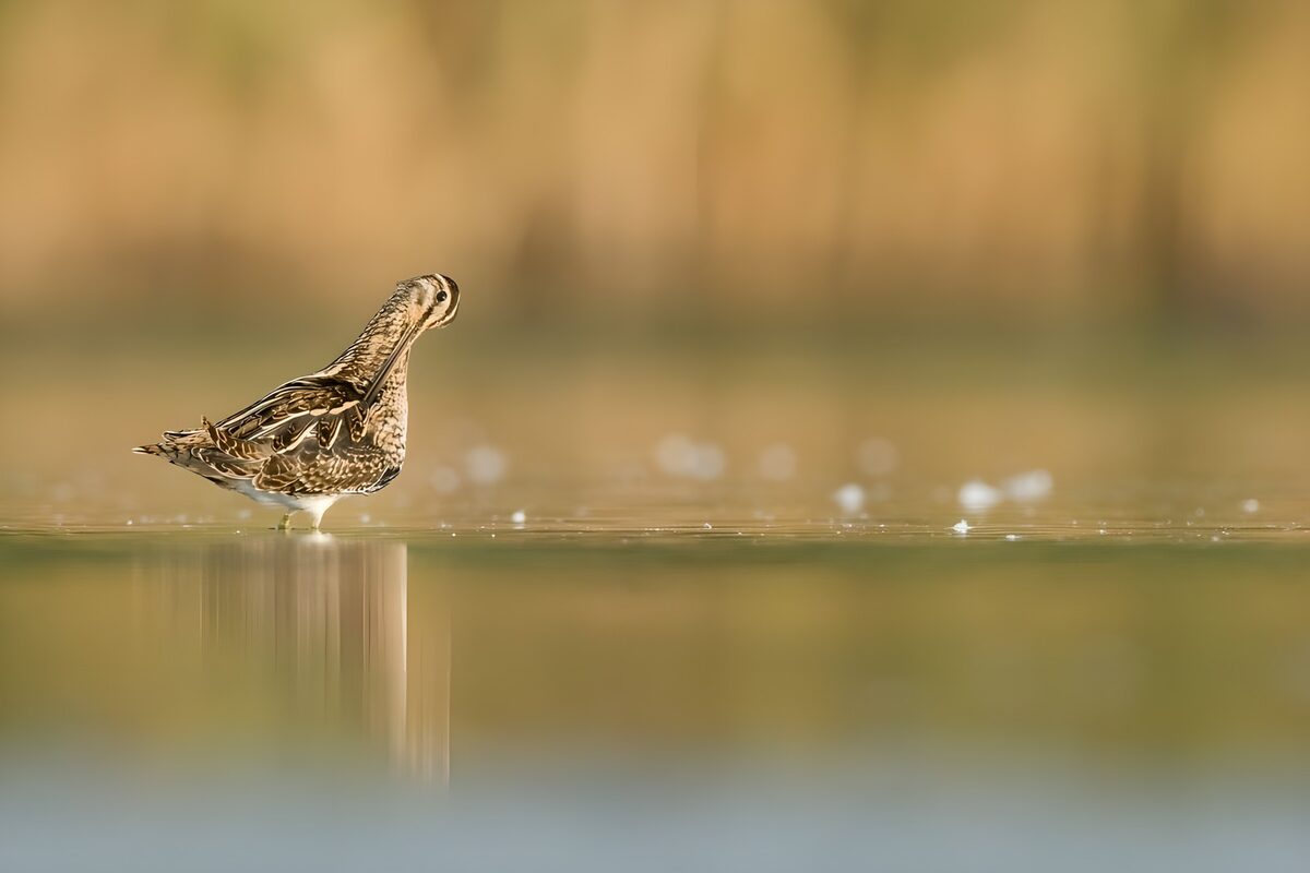 Zeldzame watervogel in zijn habitat