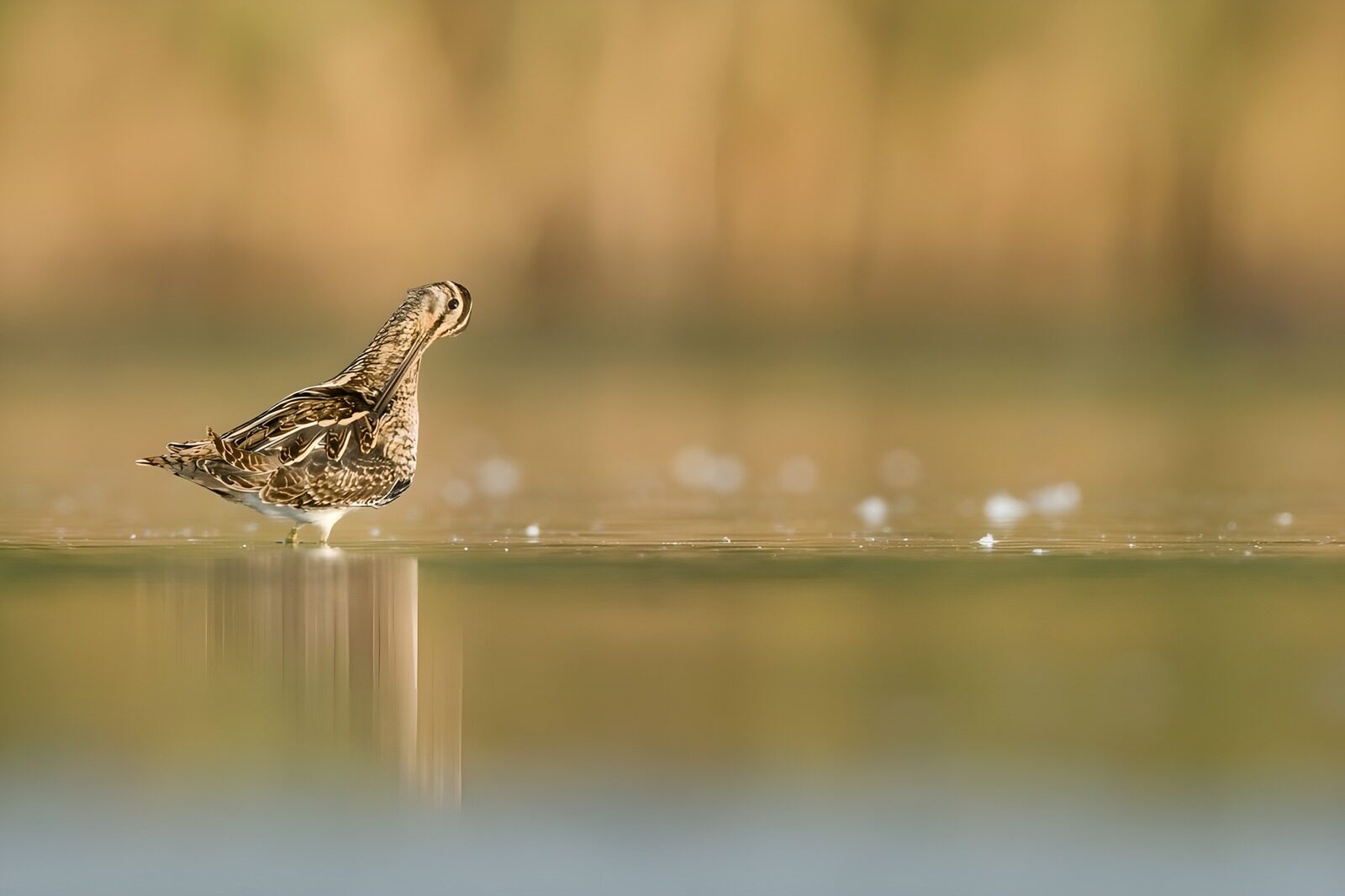 CW4403586: Zeldzame watervogel in zijn habitat