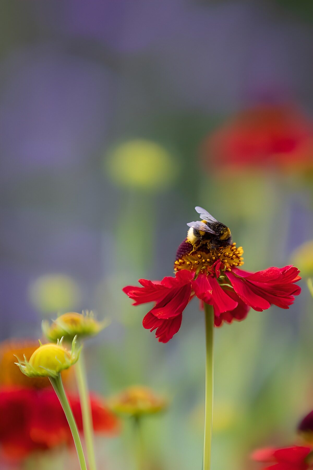 CW3553406: Hommel op rode bloem