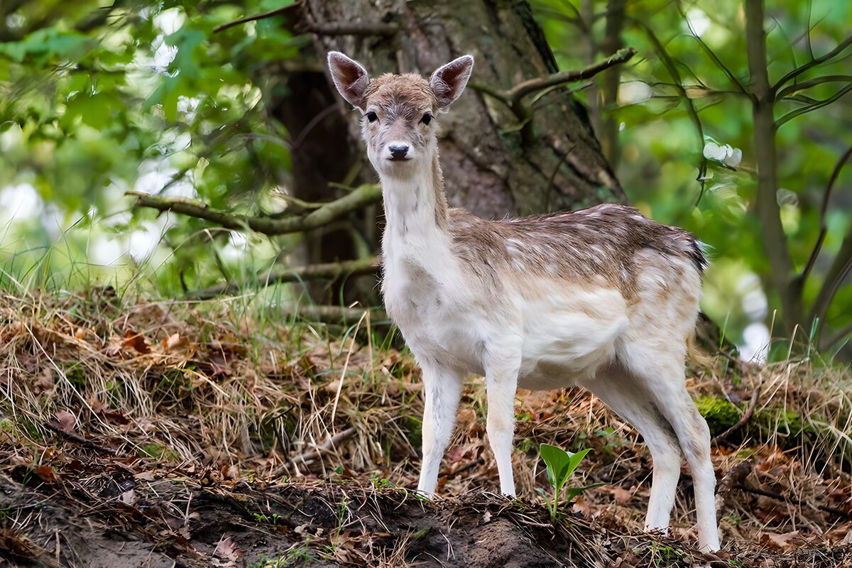 Jong damhert in het bos