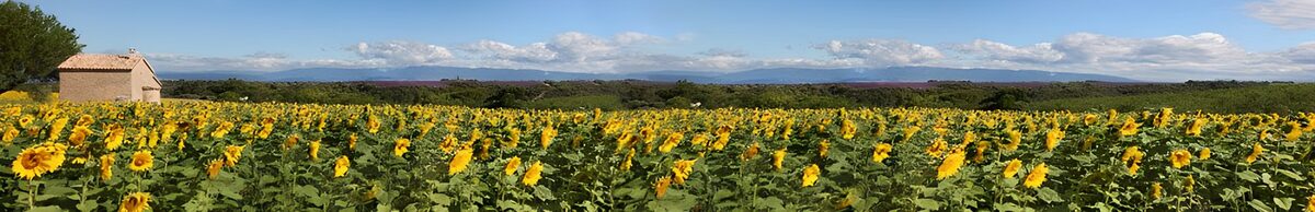 CW5706109: Zonnebloemvelden onder een blauwe lucht