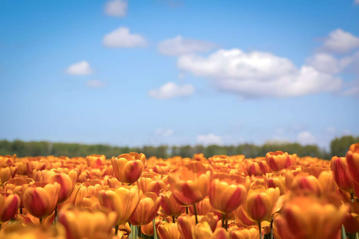 Stralende Oranje Tulpen in de Lente